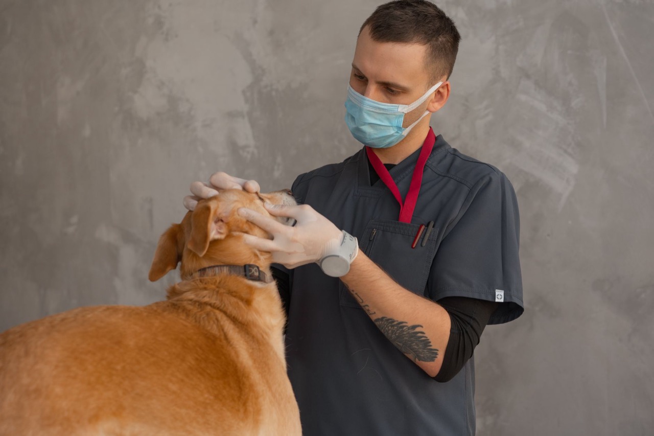 Veterinar examinând un câine în cabinet